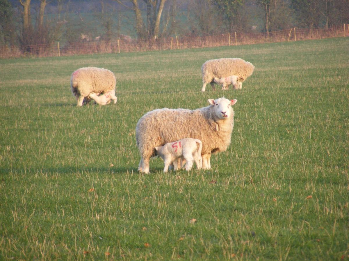 Marshwood Farm B&B And Shepherds Hut Dinton  Eksteriør billede
